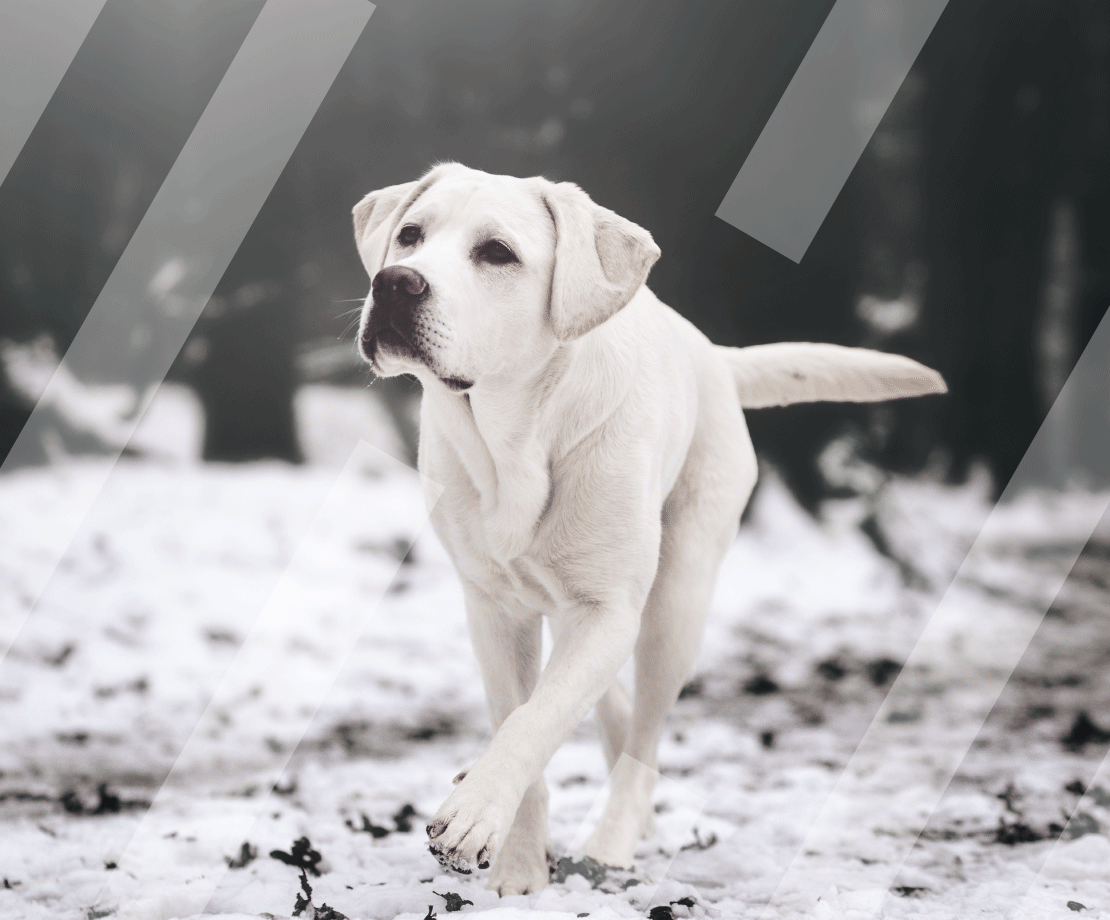 Myslbek supports Vodicí psi srdcem