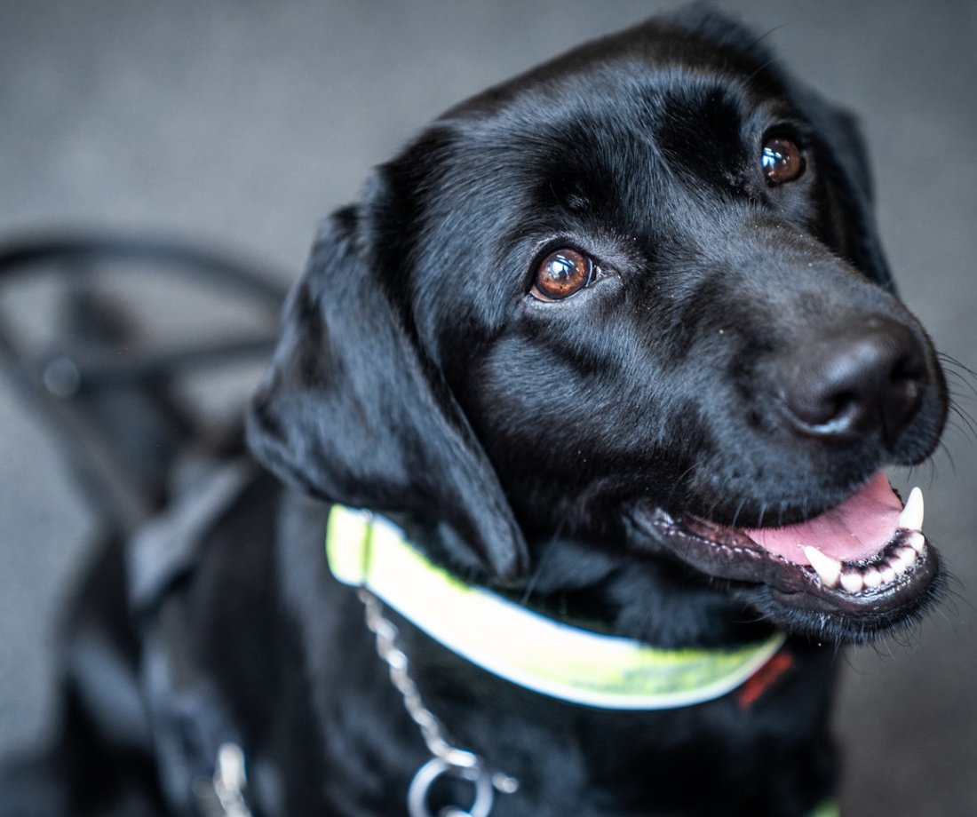 47 769 CZK for guide dog training